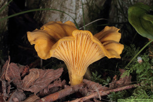 Kantarell, Cantharellus cibarius